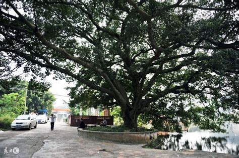 榆樹 風水|【榆樹風水】榆樹風水全解析：禁種避煞、吉祥招福